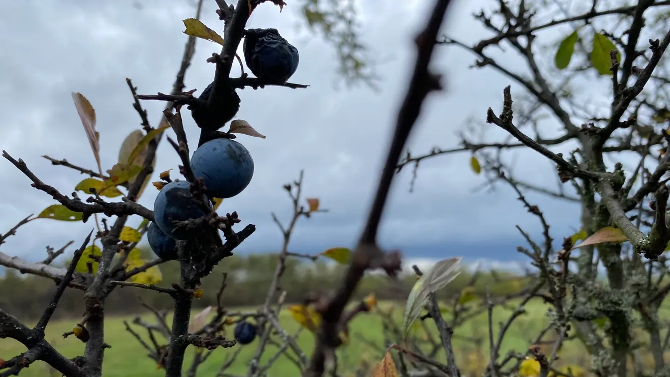 November elején ez tipikus: ezt ígéri mára az időjárás