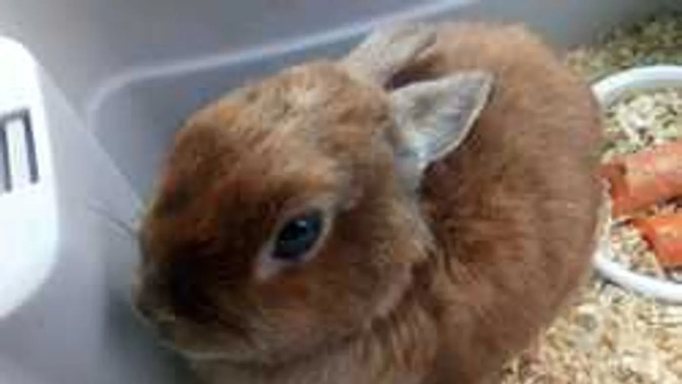 Itt az első szélnek eresztett húsvéti nyuszi