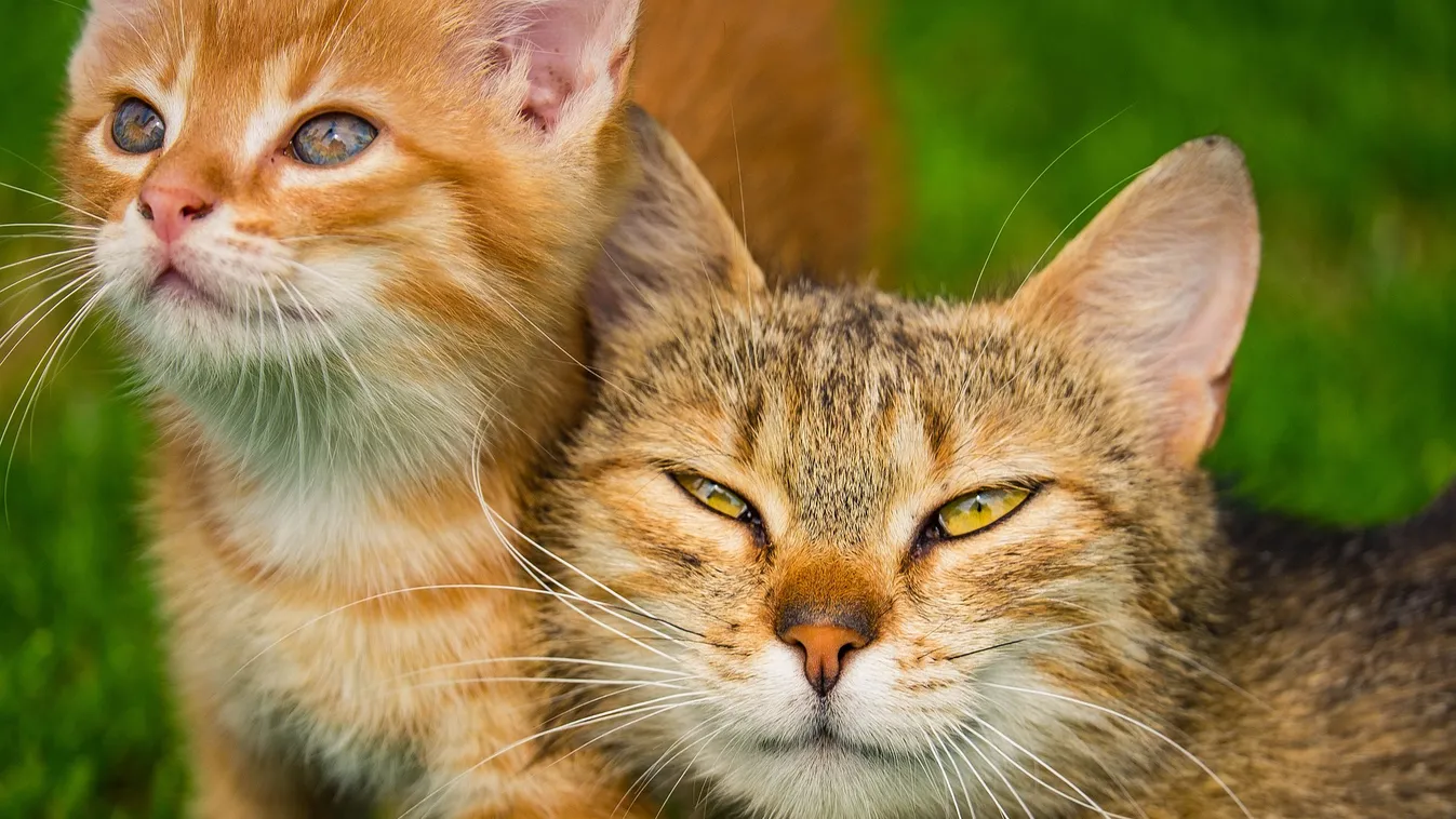 Ilyet még nem láttál: valakiknek nagyon megtetszett a madáretető