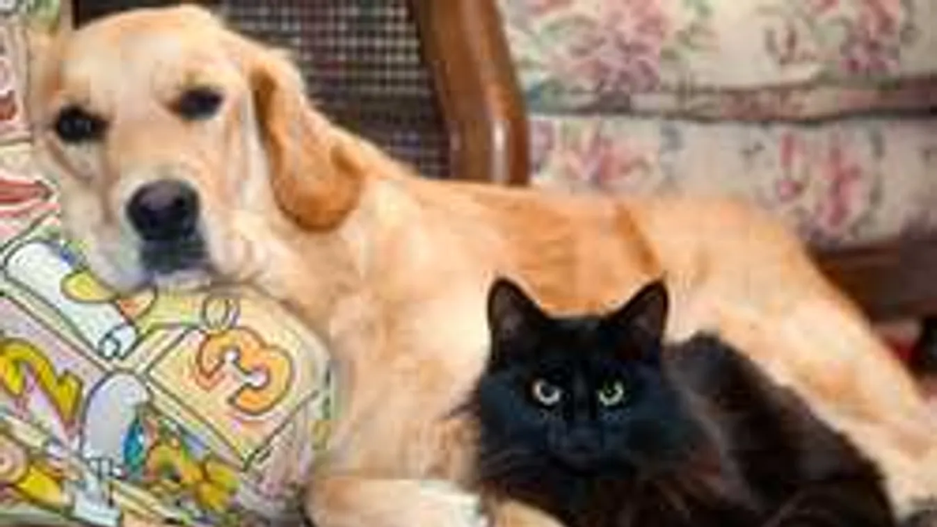 Végre megfejtették: a kutya vagy a macska okosabb?