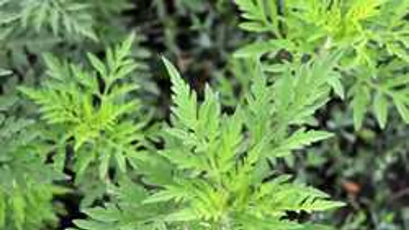 Újabb fordulat az 1 millió négyzetméter parlagfű ügyében!