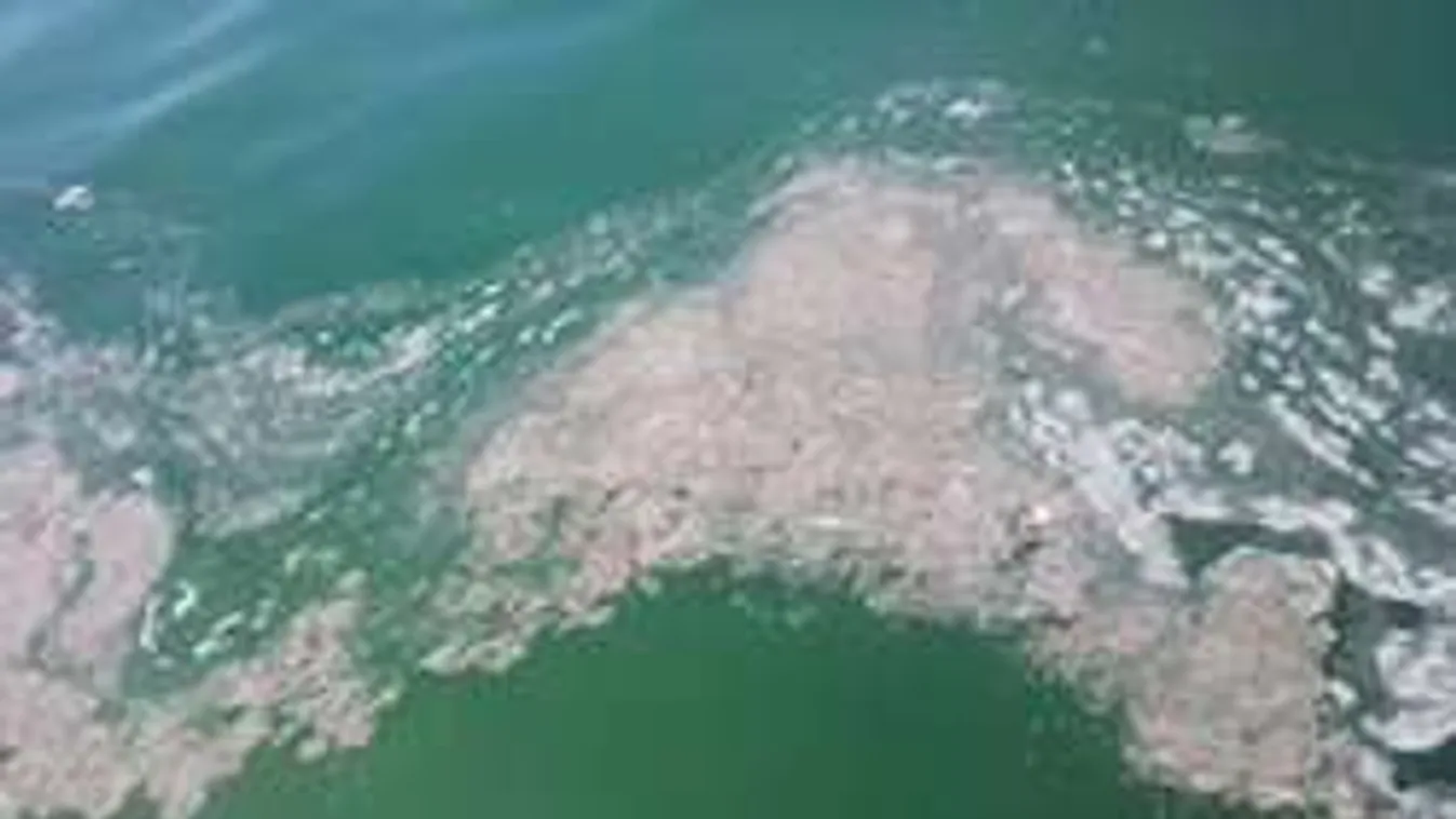 Undorító szúnyoglárva tetemek lepték el a Balatont!