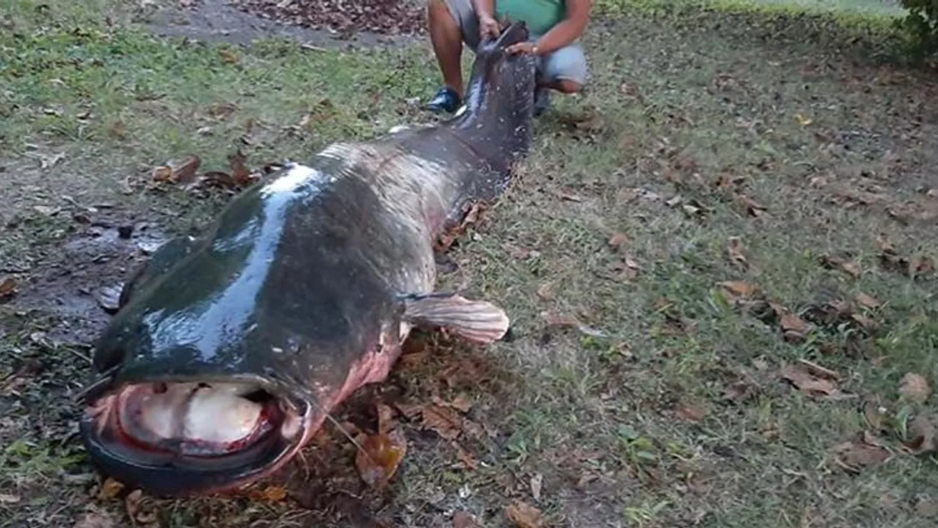 Elsápadt a horgász, hatalmas halszörny akadt a horogra a Hármas-Körös egyik holtágában