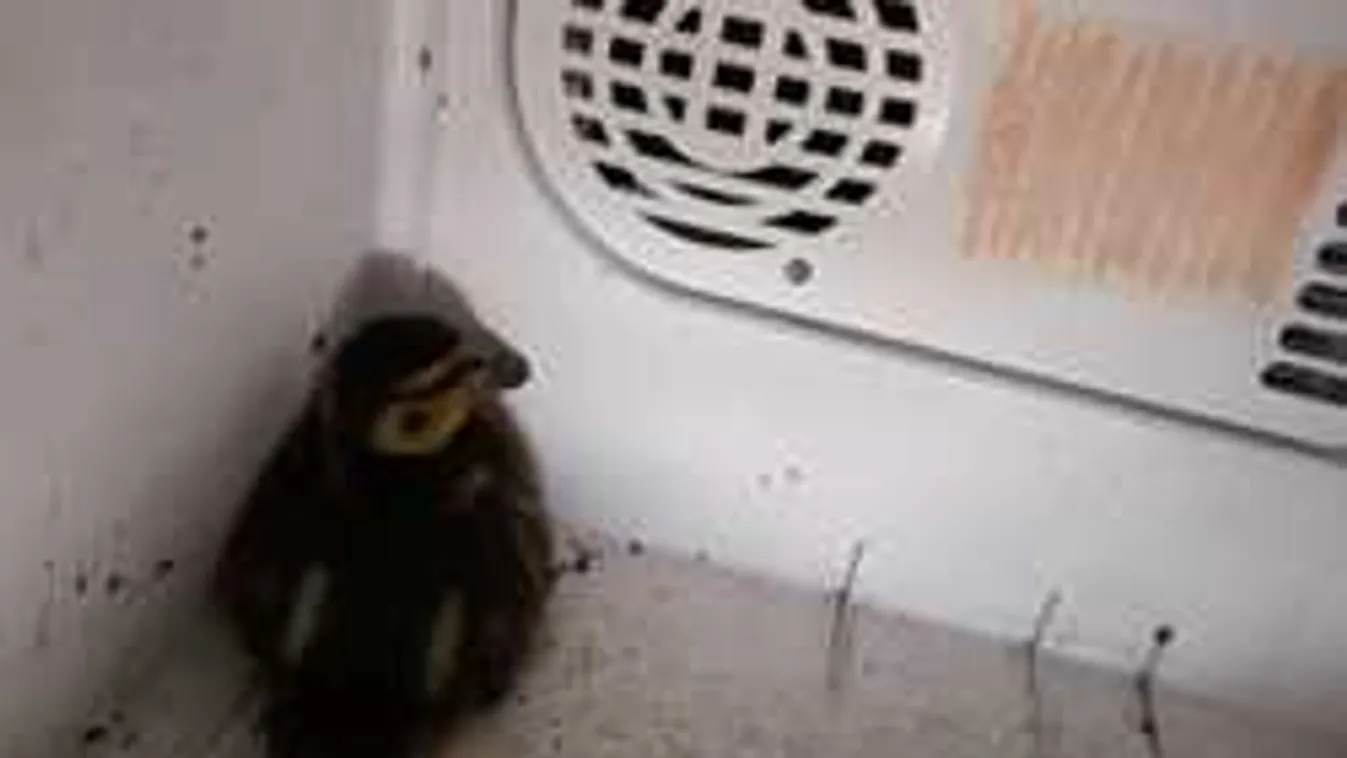 Nem hiszed el, mit találtak a honvédségi kocsi oldalában