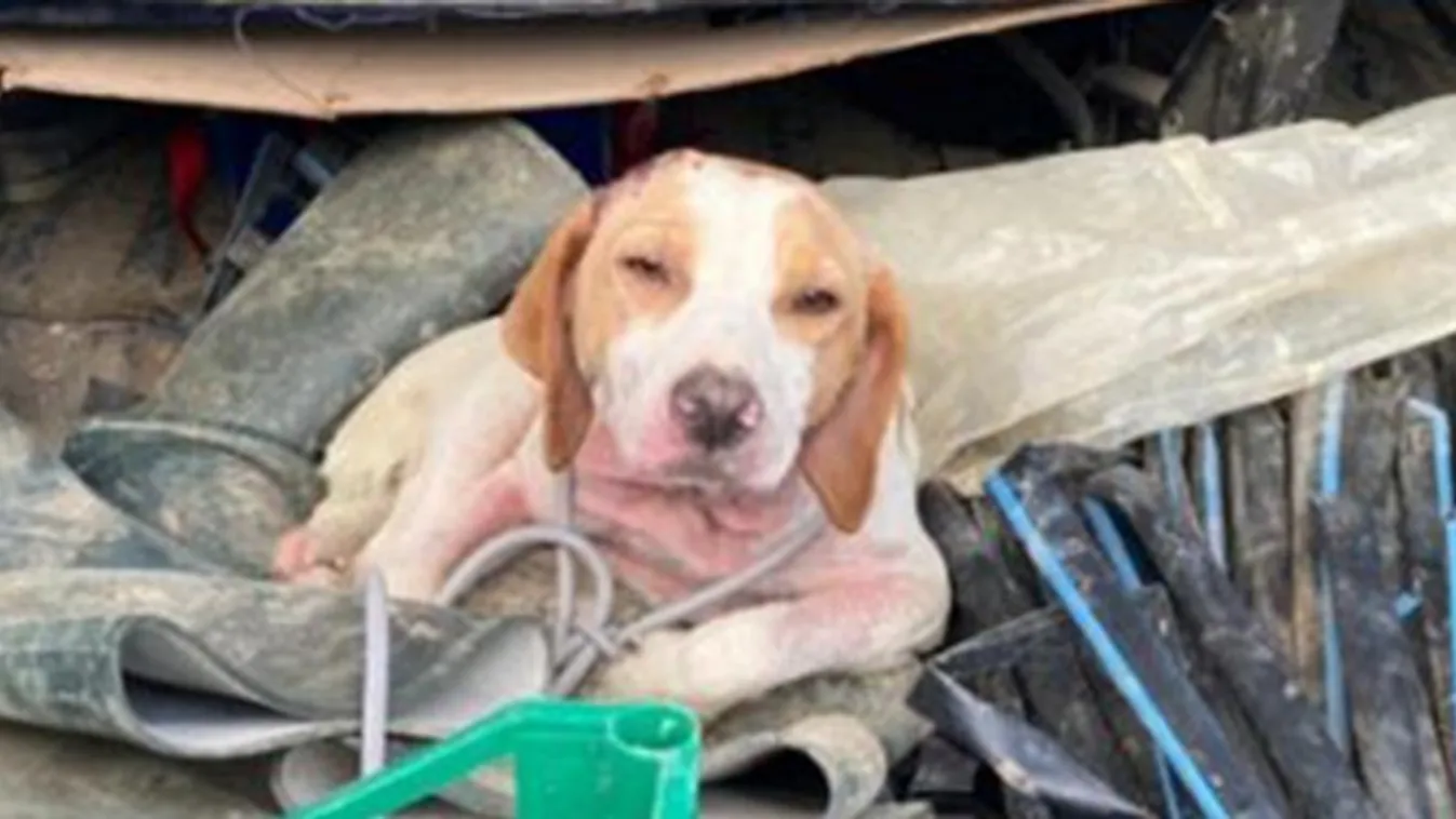 Megunt kutyáját zsákba zárta és kidobta, de erre nem számított a gazda