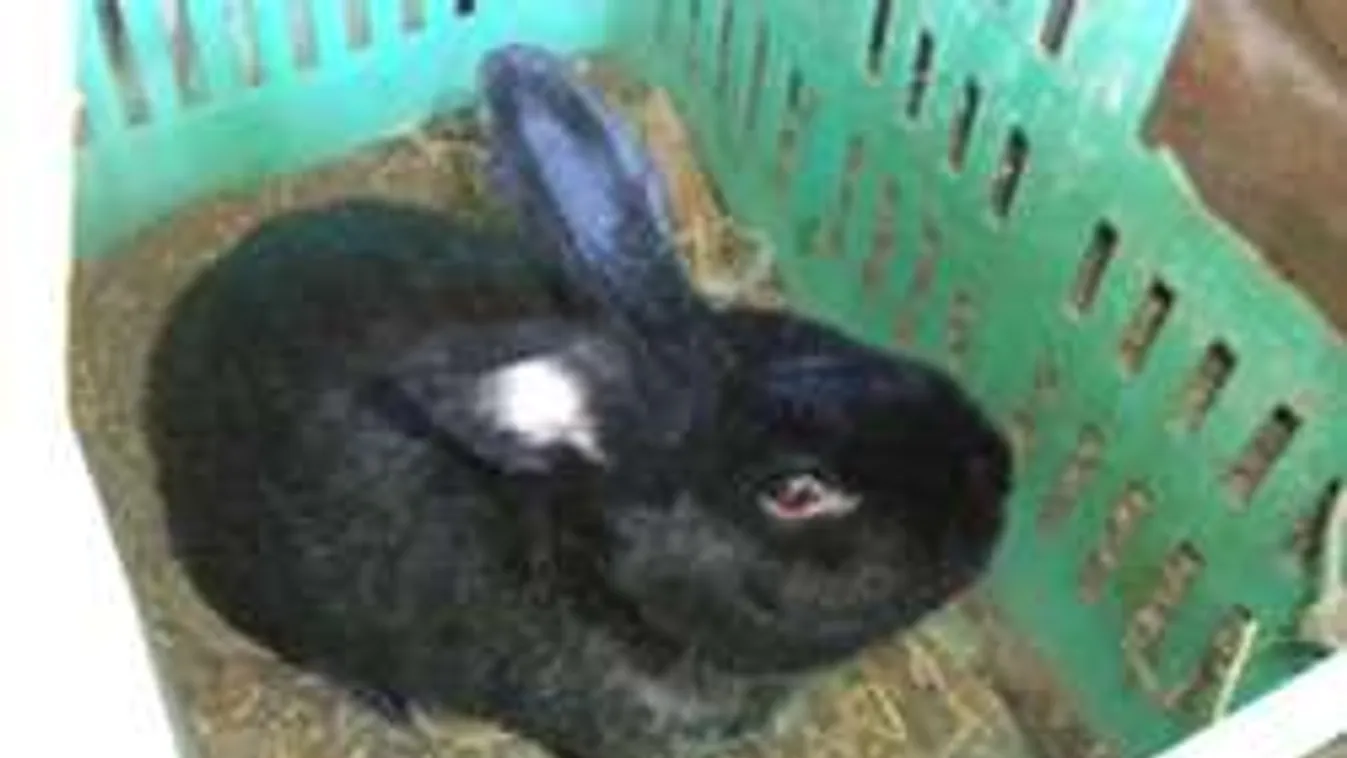 A legbizarrabb dolgok, amiket elloptak Magyarországon