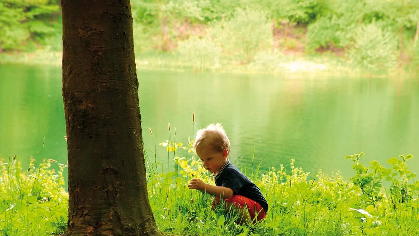 Elhunyt egy 5 éves kisfiú, miután mérges gombát evett, testvére életveszélyben van