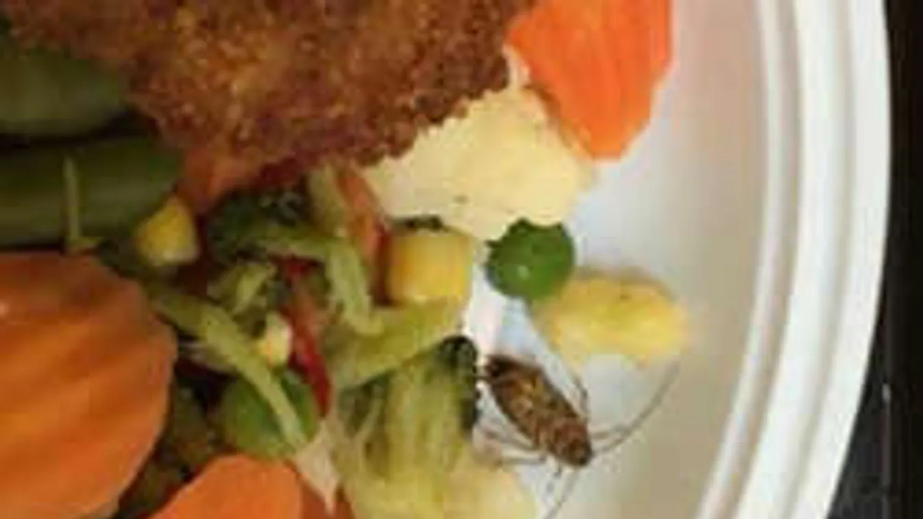 Undorító: csótányt szolgáltak fel a budapesti bevásárlóközpontban egy férfinak!