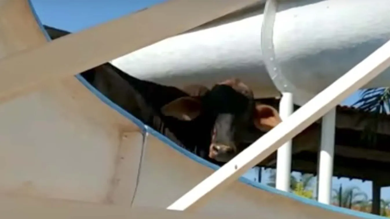 Megszökött egy marha a vágóhídról, durva, ami ezután történt