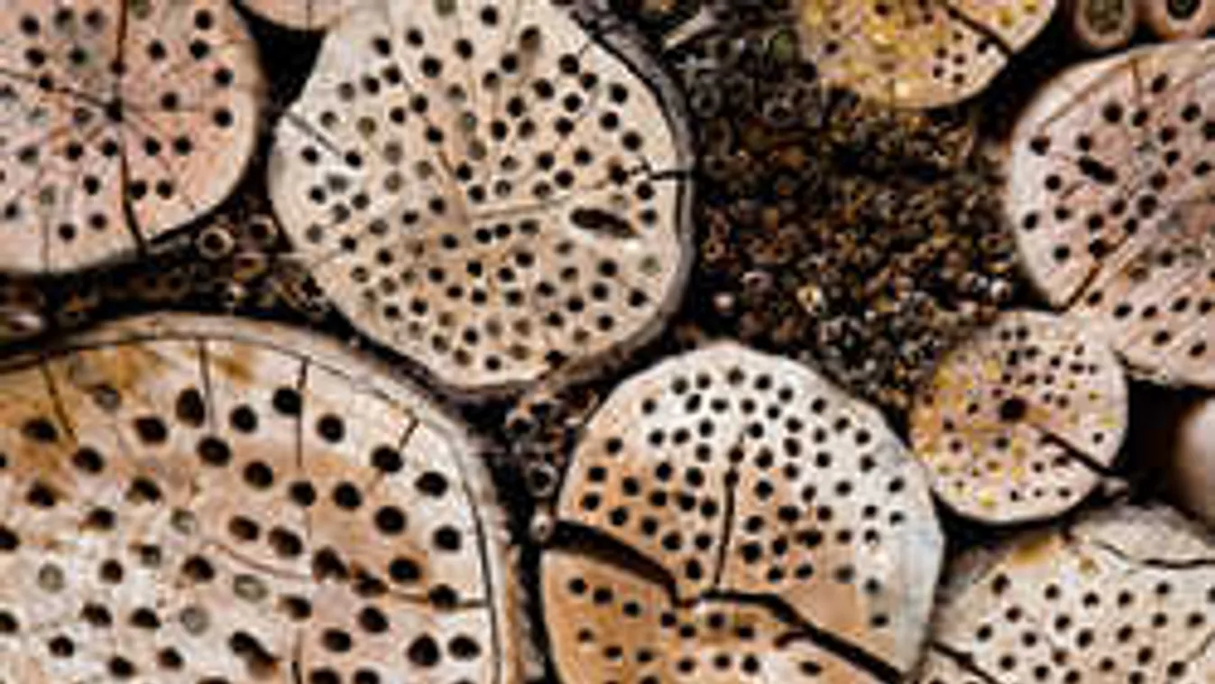 Építs rovarhotelt, hogy a gyümölcsfavirágokból termés legyen