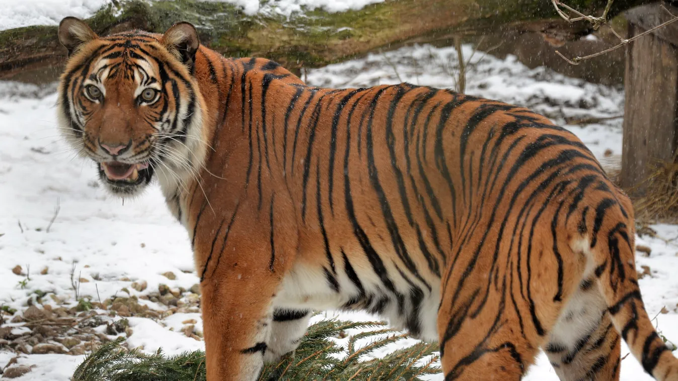 Széttépték a karácsonyfákat a tigrisek és oroszlánok