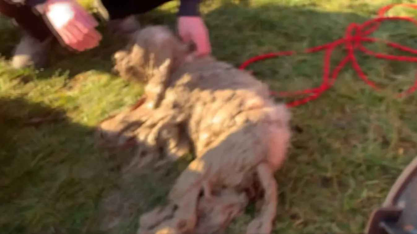 Szívmelengető: idős pulikutyát mentettek a csatornarendszer mélyéről – videó