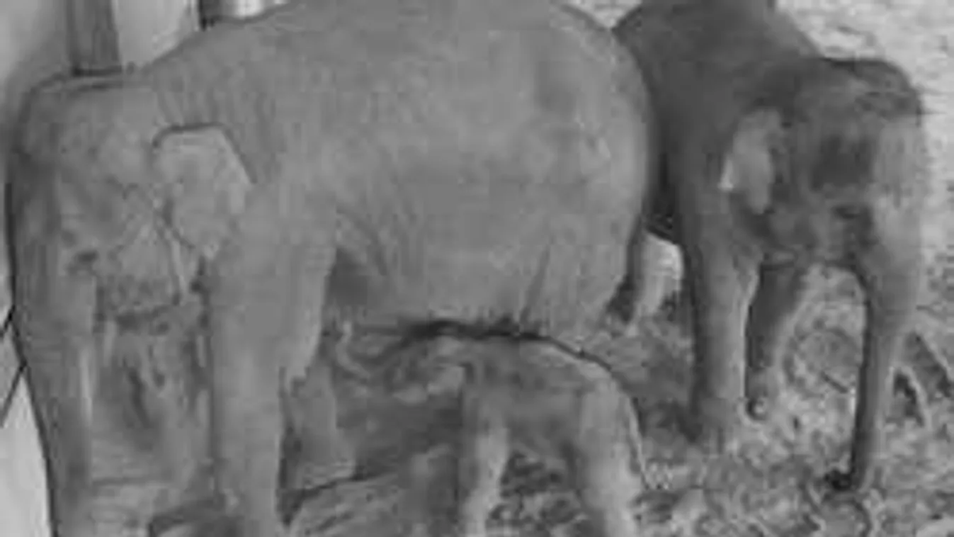 Szenzáció Budapesten: Így jött világra az óriásbébi