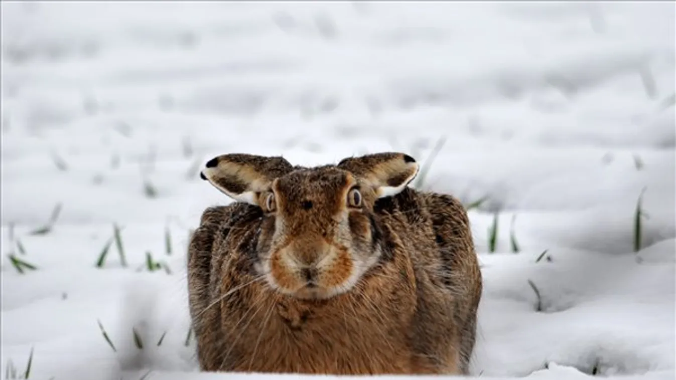 Mi köze a nyúlnak a tojáshoz?