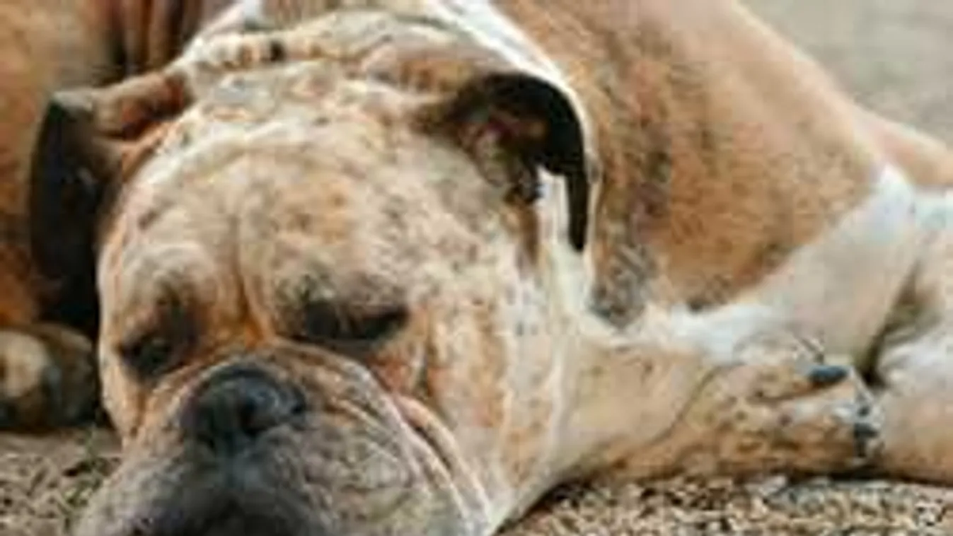 Akasztás Komáromban: hihetetlen, miért kínozta halálra kutyáját