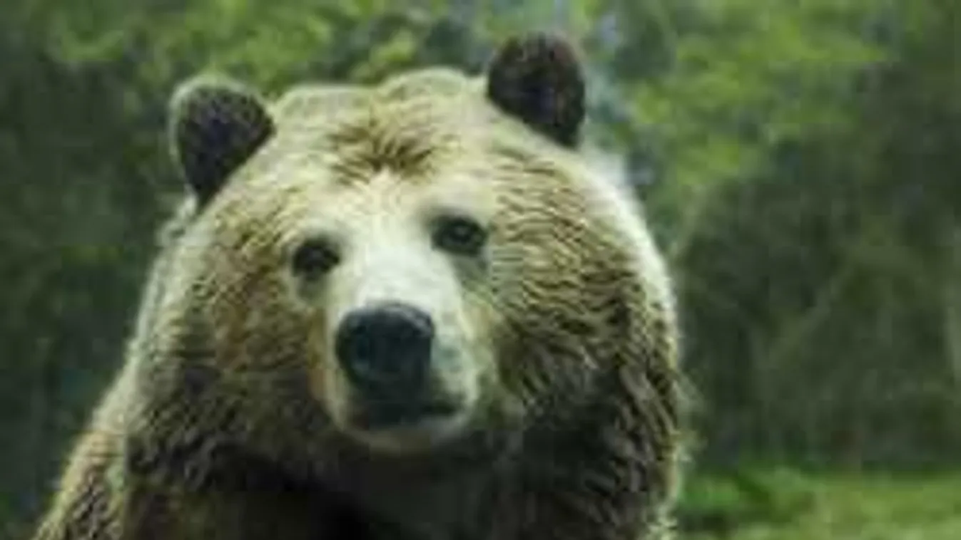 Riadalom a tusnádfürdői szállóban: centiken múlt, hogy bemenjen a medve