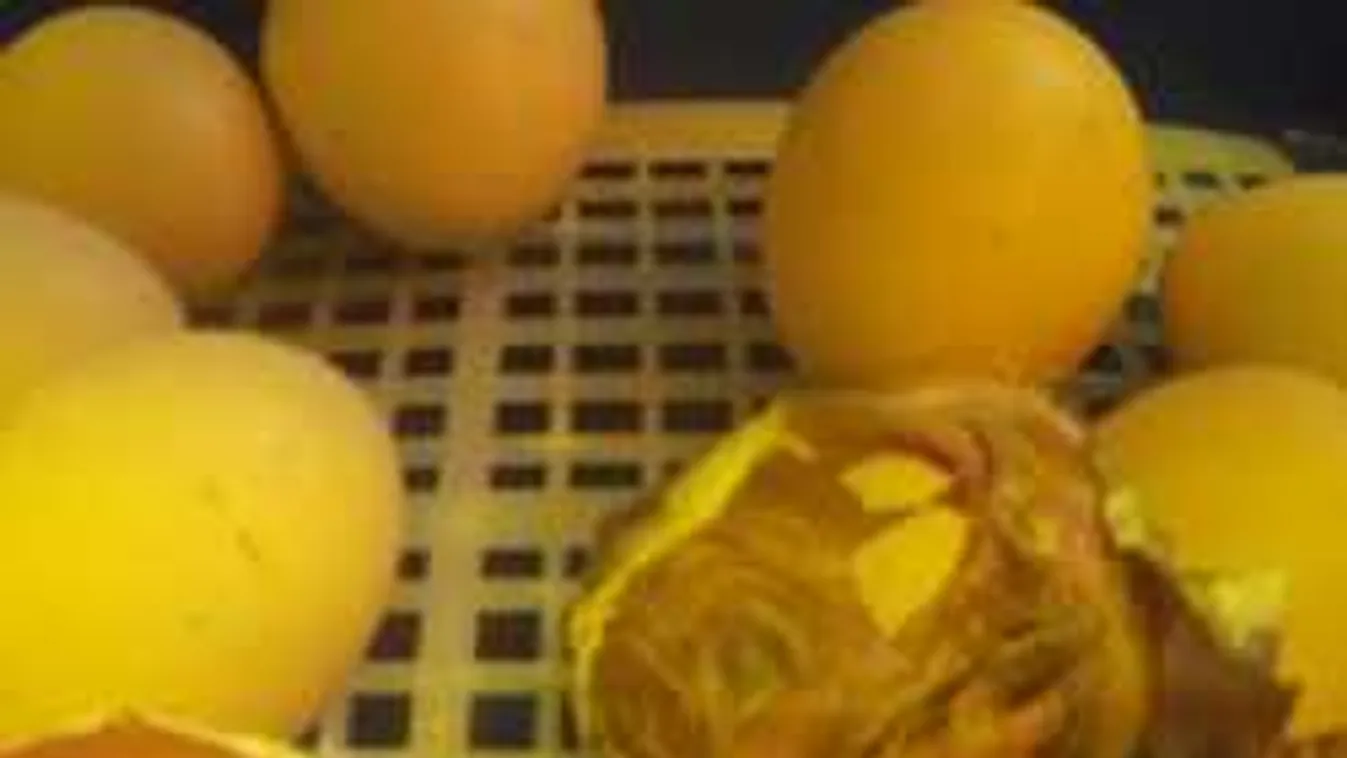 Élő adásban jött világra Csébih, jelentette a Nébih