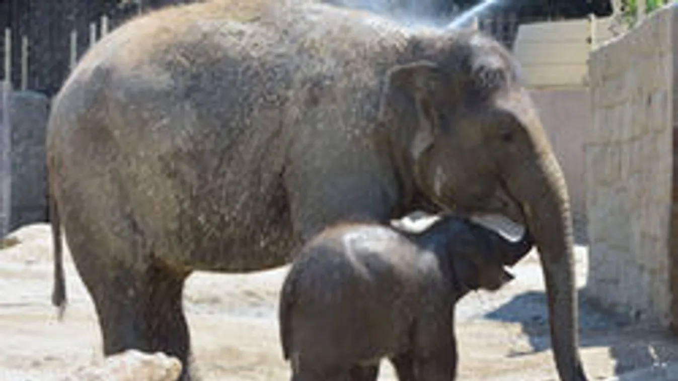 Robban a cukiságbomba! Így pancsol a Városligetben a bébi elefánt!