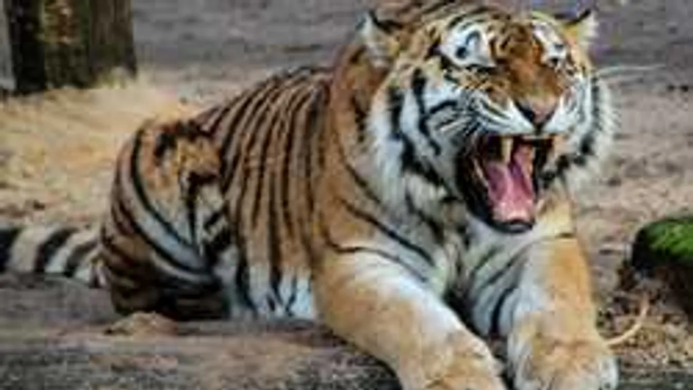 Tigris támadt rá egy nőre Zsolnán, az esetről videó is készült