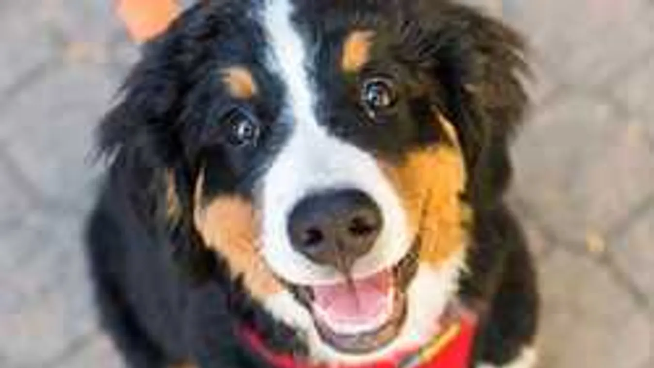 Te is erre laksz? Halálos veszélyben lehet a kutyád