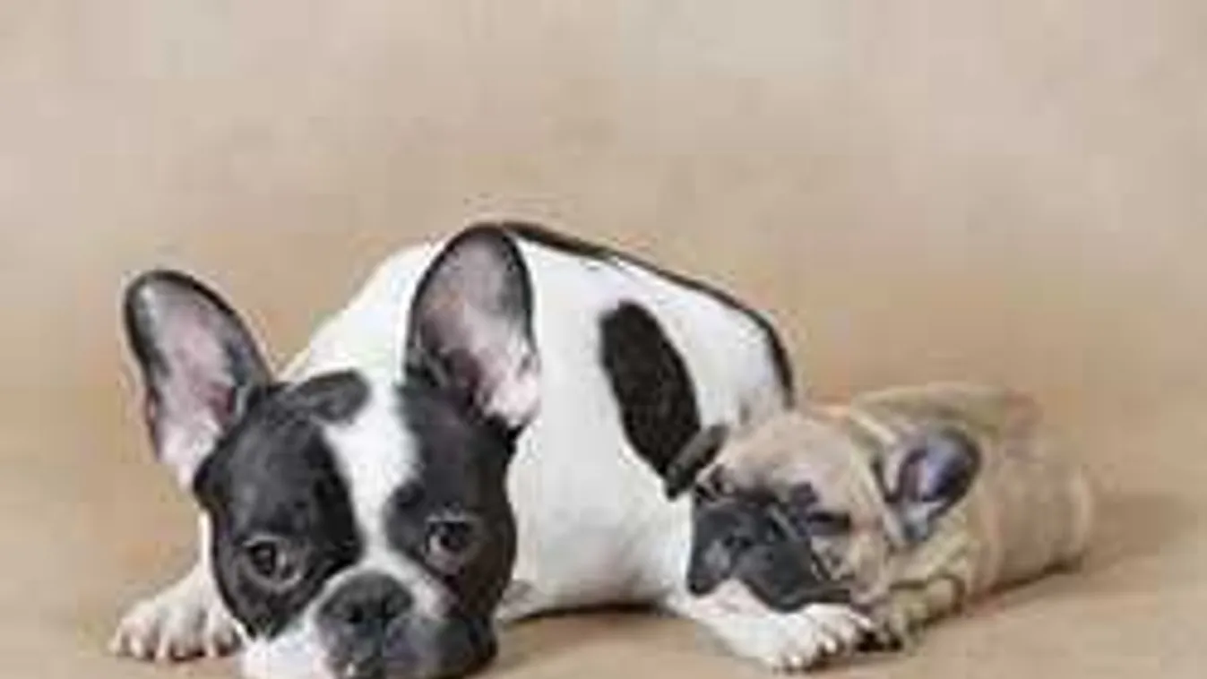 Sokkot kaptak a rendőrök, amikor kinyitották a Citroën csomagtartóját