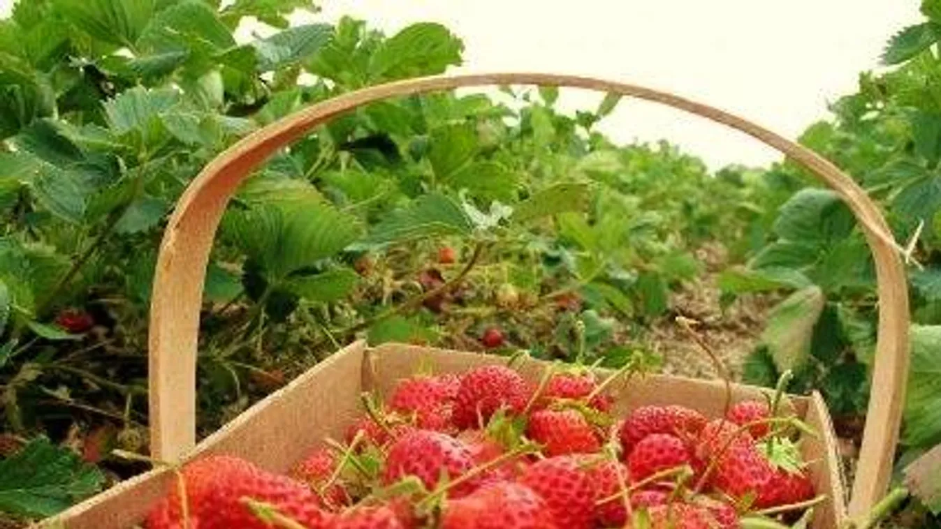 Itt vehetsz olcsón epret, sok finomságot készíthetsz belőle