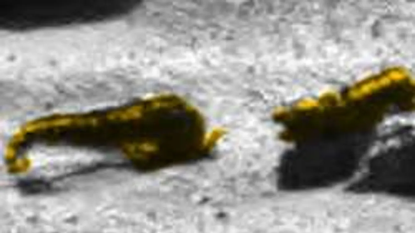 Bizarr élőlényeket fotóztak a Marson, igaz lehet a legenda