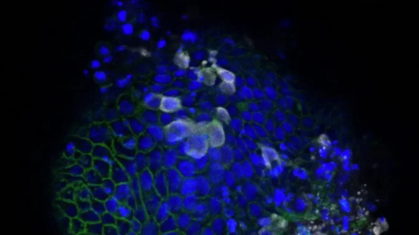 A veszélyhelyzet 60. napja