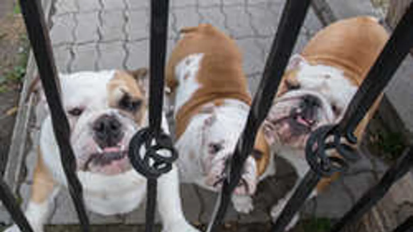 Kutyaháború Pest megyében: Ezért viszi el a sintér az állatokat