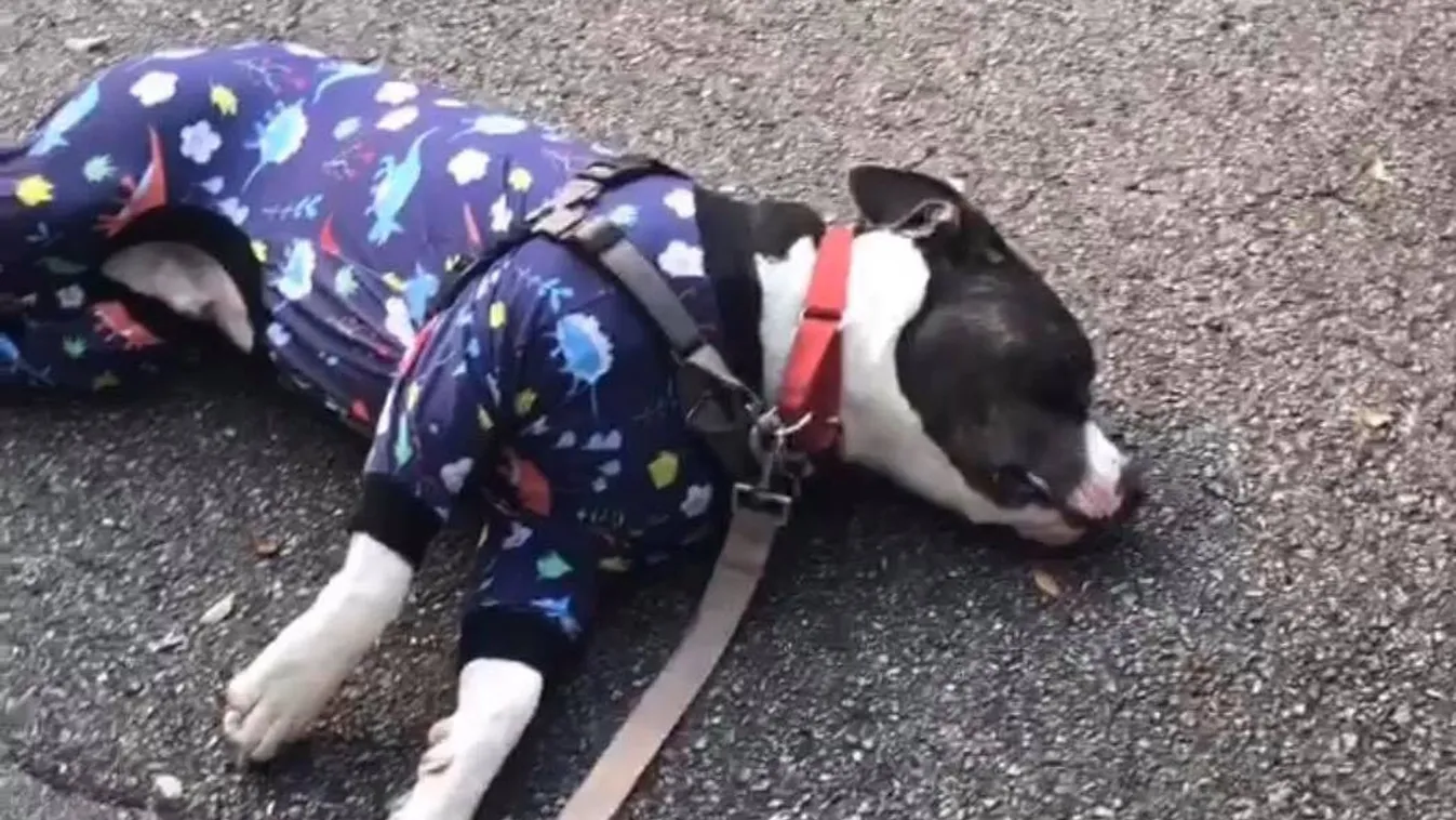 DOG PLAYS DEAD TO AVOID WALK