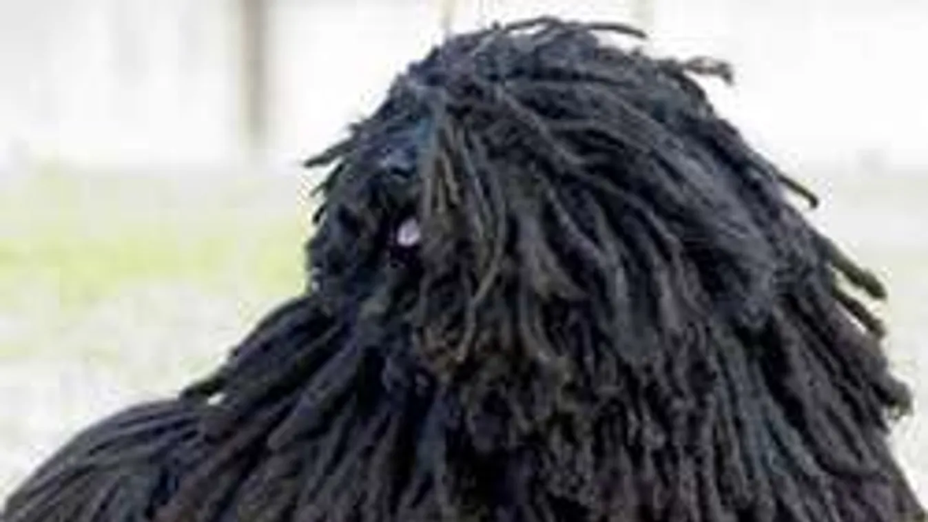 Kutya került Orbán Viktor bőröndjébe...