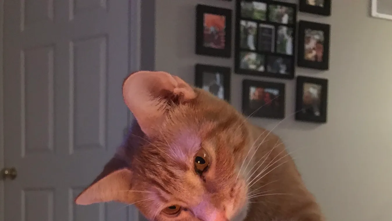 Egy férfi a macskáját hibáztatja azért, hogy a felesége teherbe esett