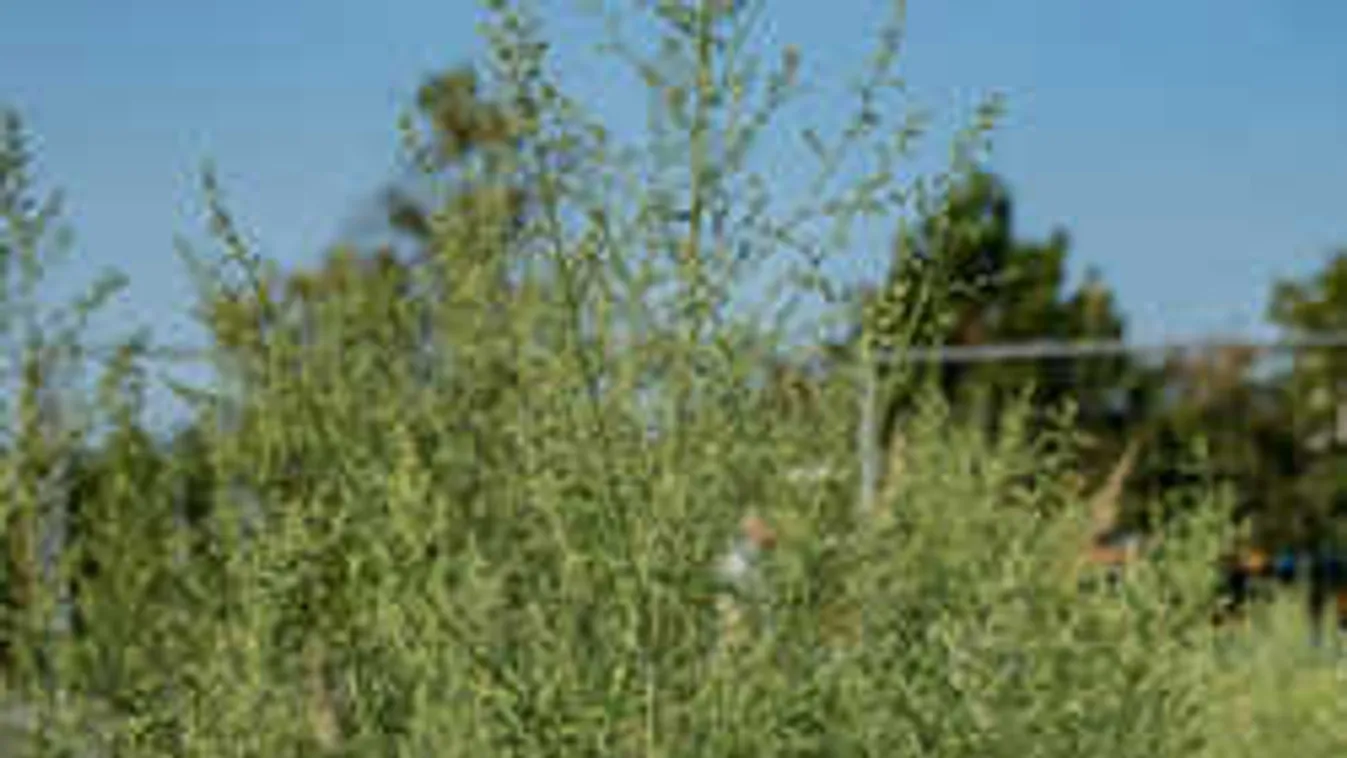 Kiderült, miért tüsszögünk annyit a Déli pályaudvar környékén