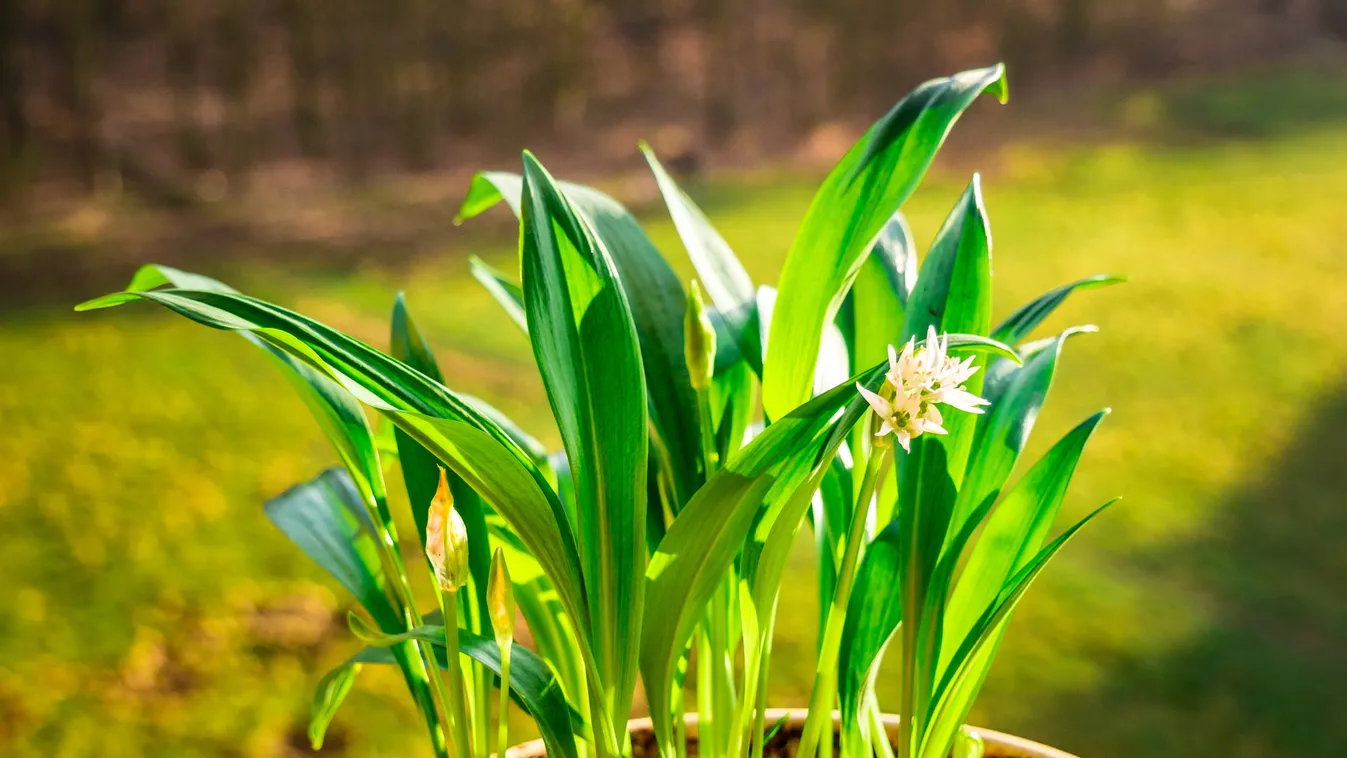 Ramsons,(allium,Ursinum).,Known,As,Bear's,Garlic,,Wild,Garlic,,Wood