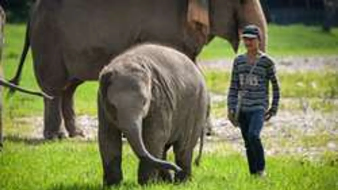 Tesztoszteronrohamos elefánt gyilkolt meg egy féllábú turistát