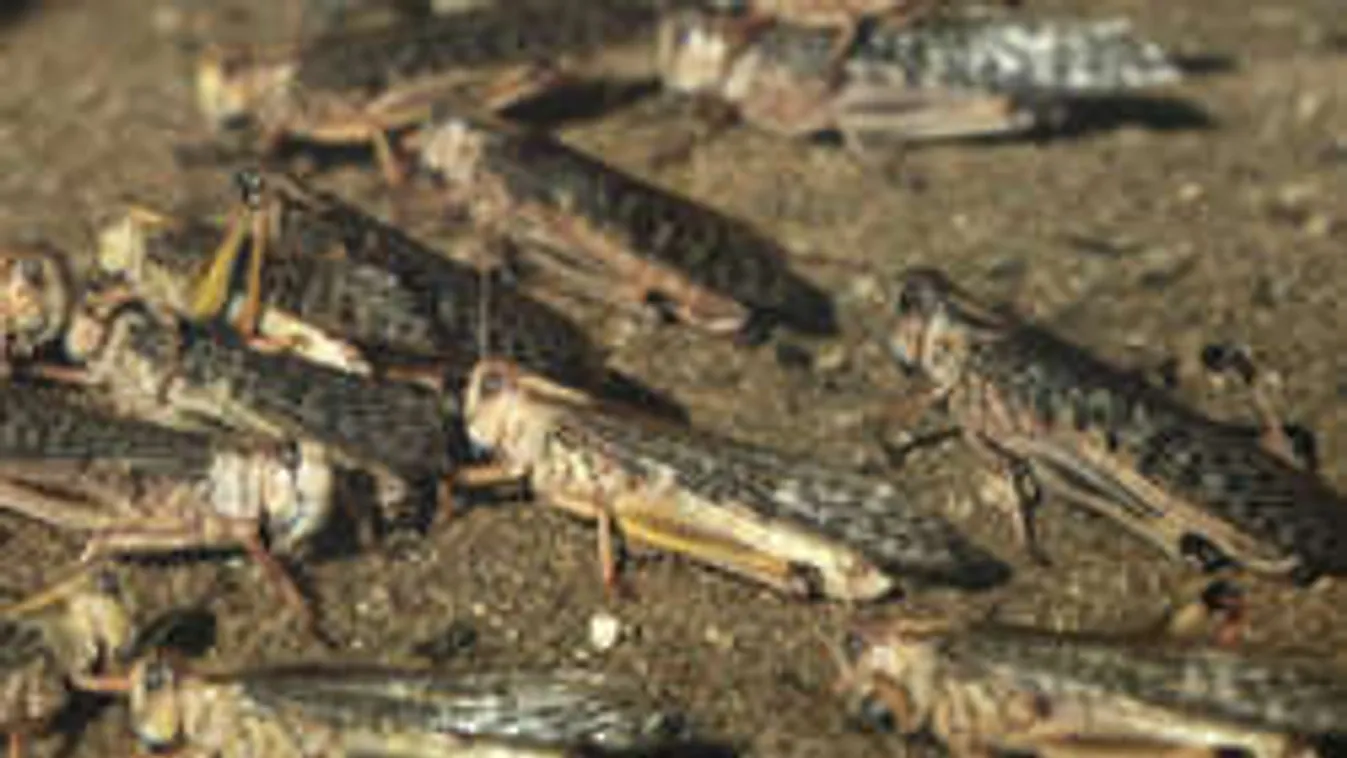 Ilyet még nem láttál! Borzalmas sáskajárás - VIDEÓ