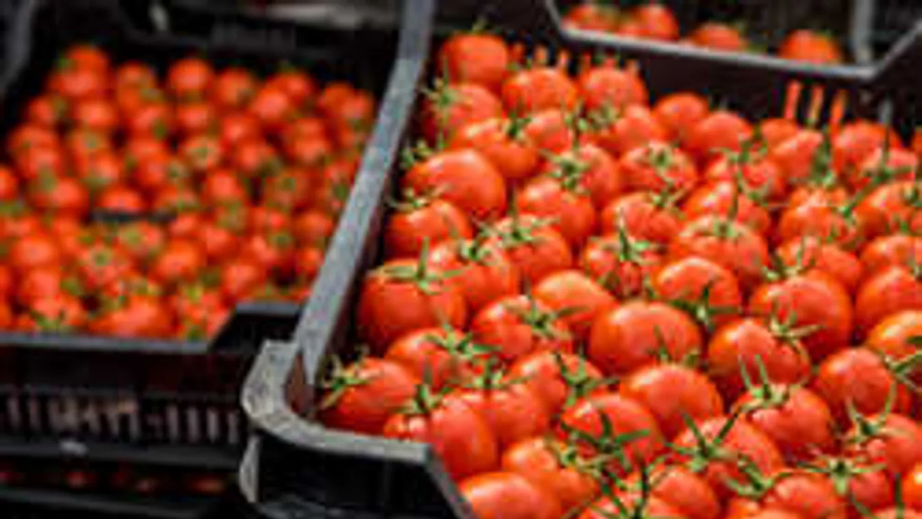 Megtudtuk, mikor lesz olcsóbb a paradicsom