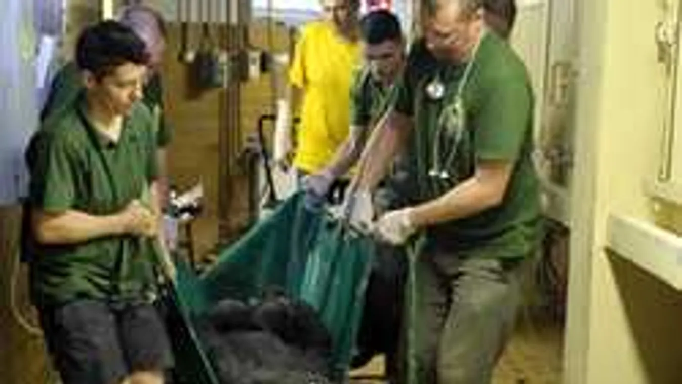 Durva, ezért kellett Lengyelországba költöztetni a budapesti gorillát