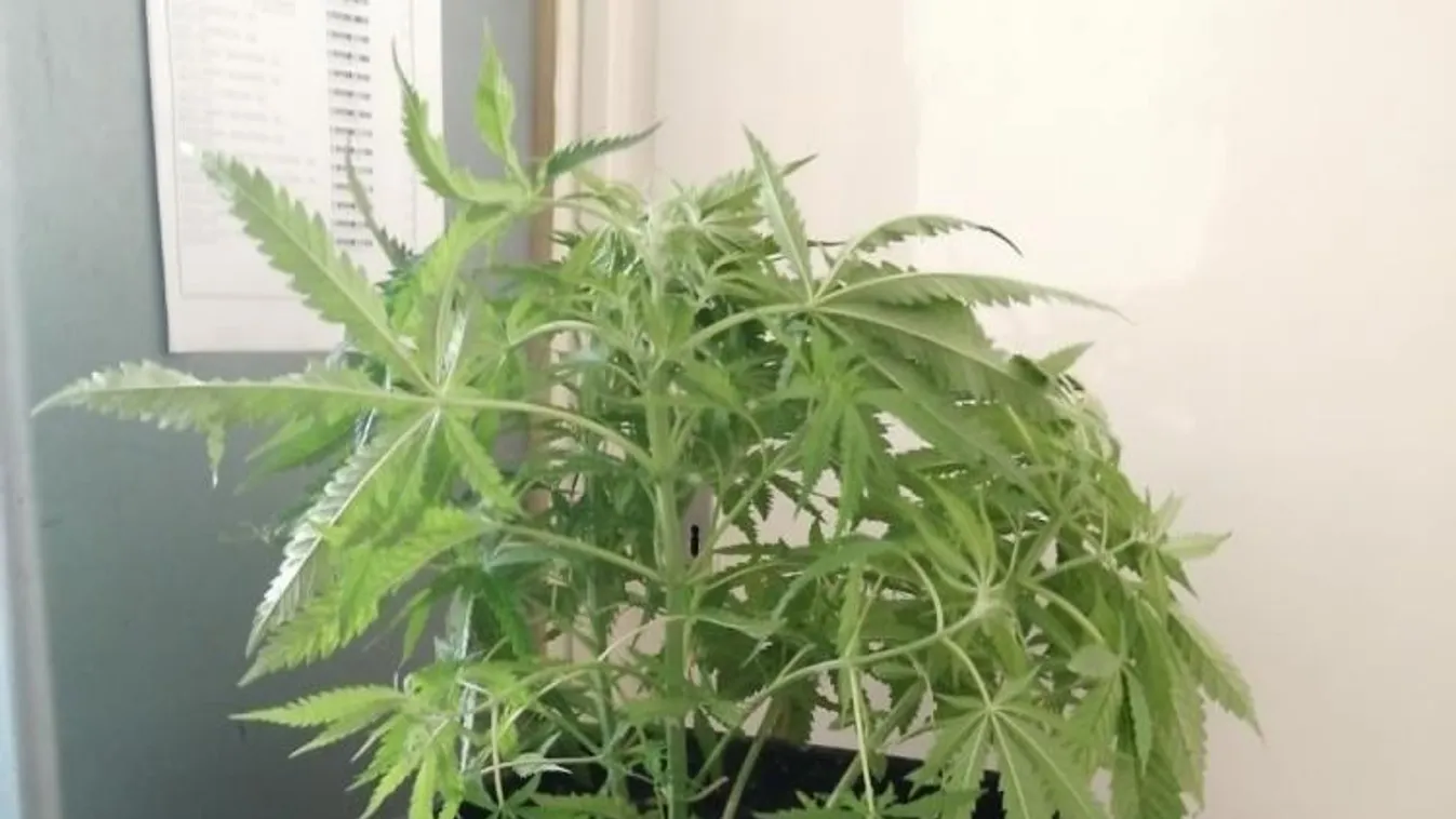 Lecsapott a rendőrség Budapesten, hihetetlen, mit találtak az afgán férfi lakásán