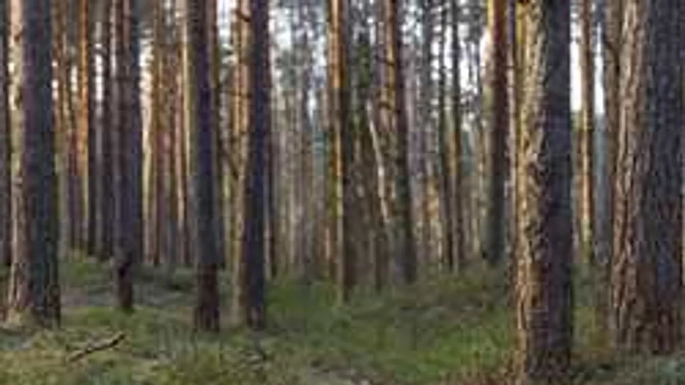 Ingyen adja az erdő a gyógyírt: soha többé torokfájás, kínzó köhögés!