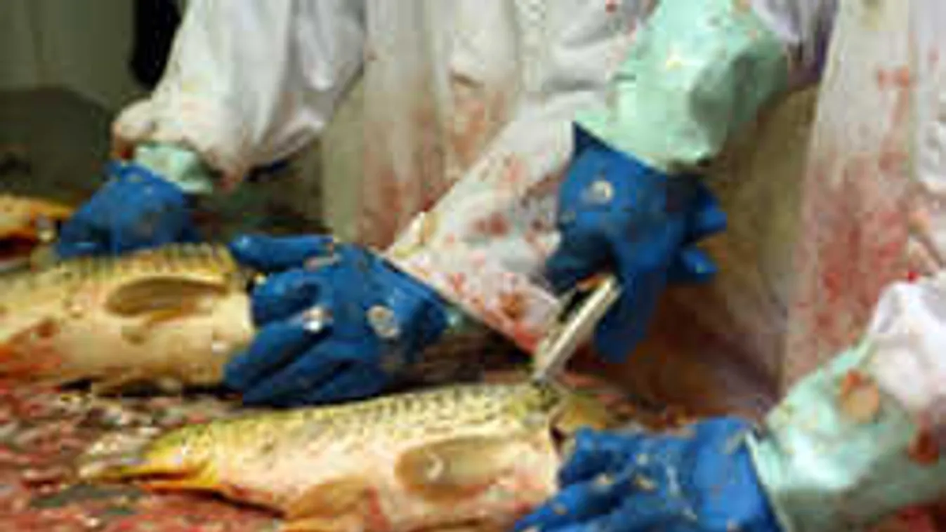 Jobb, ha felkészülsz: Így alakul a karácsonyi hal ára idén