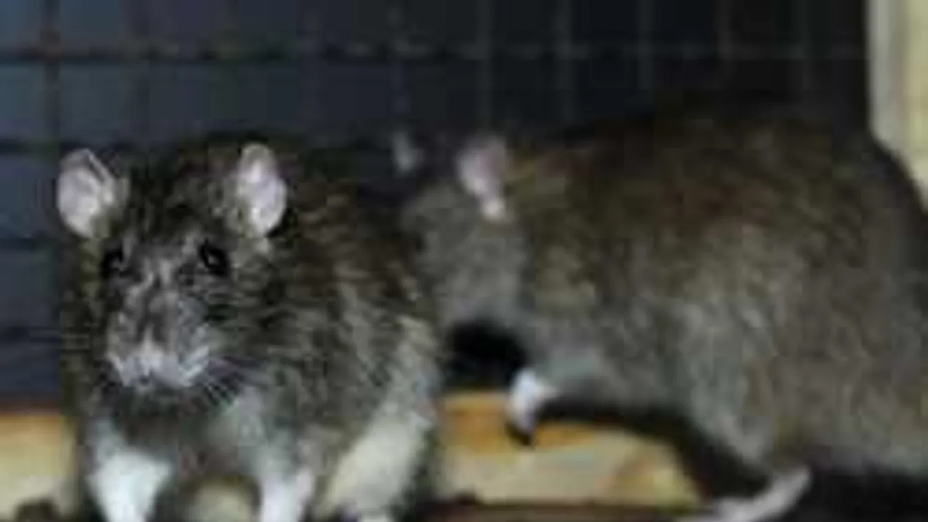 Elképesztő adat: a patkányriasztások negyede téves