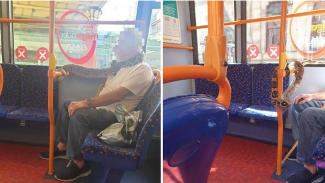 Kétméteres élő óriáskígyót használt szájmaszknak egy brit férfi buszozás közben