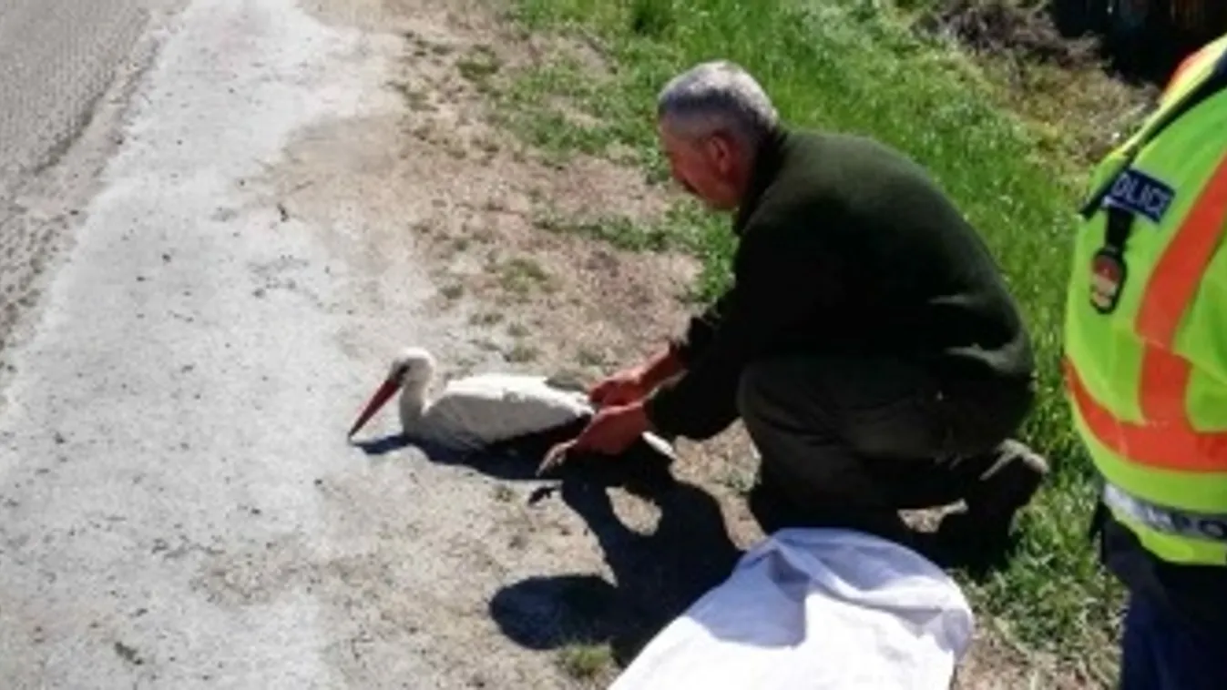 Szárnyaszegett gólyát mentettek a dabasi rendőrök – fotó