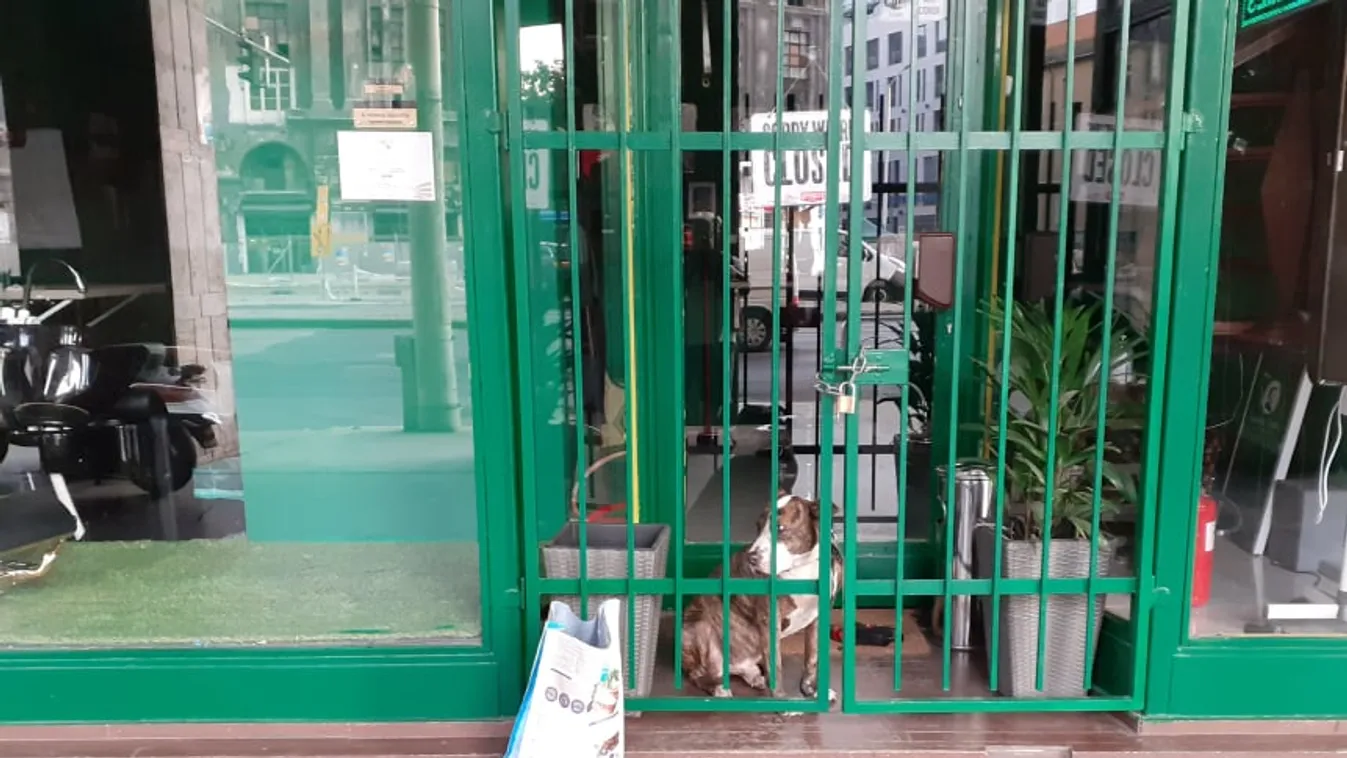 Egy fodrászat előterébe zárták a kutyát Pesten, nem hiszed el, mi az oka