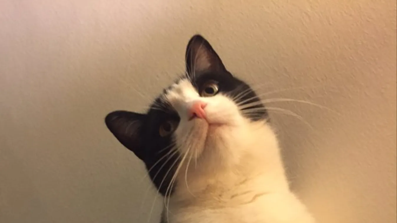 Autó motorterébe szorult a cica, így sikerült kimenteni