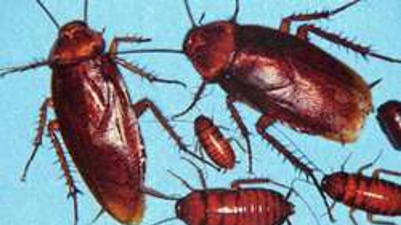 Csótánynak nevezték és el akarják törni a magyar újságíró kezét