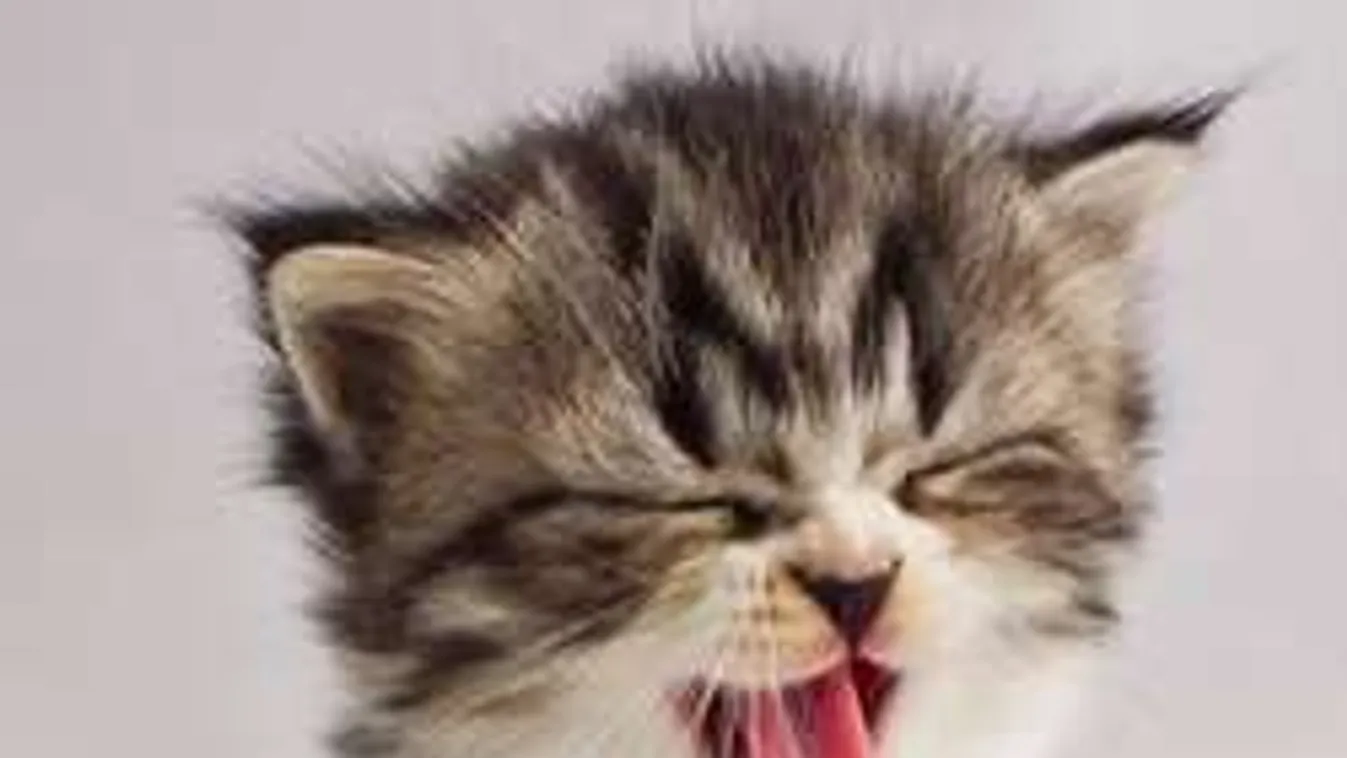 Borzalmas dolgot művelt kiscicájával az albertai nő