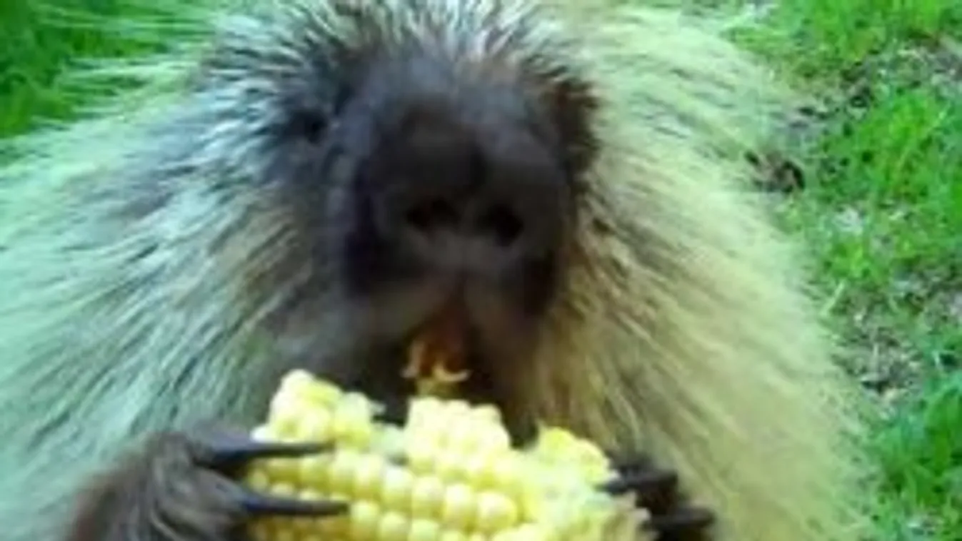 A beszélő tarajos sül, Teddy Bear