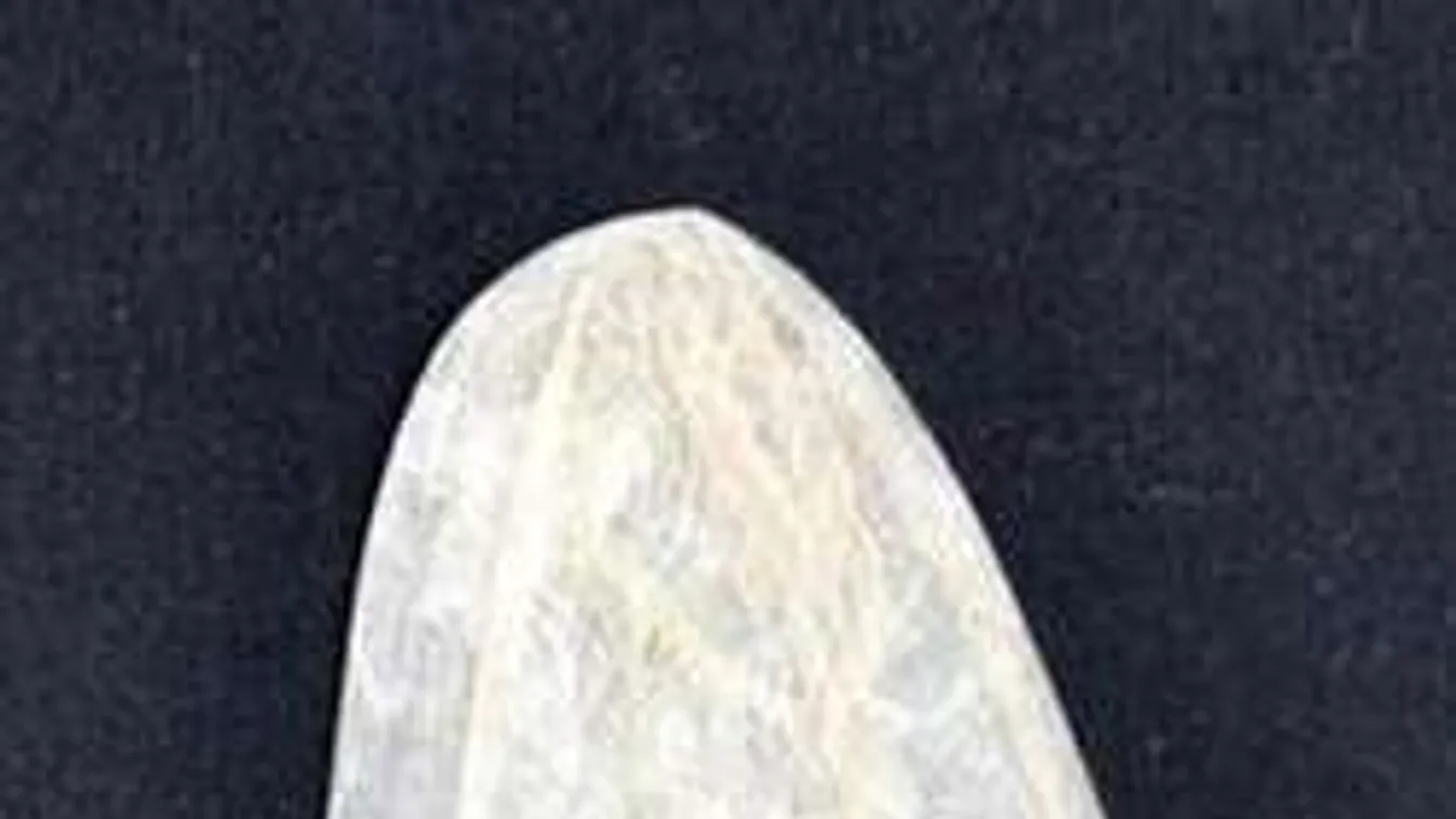 Eladó egy 200 éves óvszer, ki nem találod, hogy mekkora!